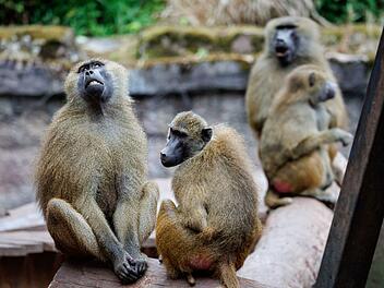 Paviane im Tiergarten Nürnberg: Töten, um zu schützen? Ein Kommentar