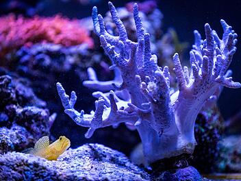 Eine "Gelbe Symbiosegrundel" schwimmt in einem Salzwasser-Becken von Joachim Schmitt. Patty Varasano