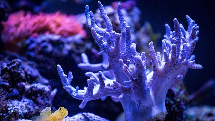 Eine "Gelbe Symbiosegrundel" schwimmt in einem Salzwasser-Becken von Joachim Schmitt. Patty Varasano