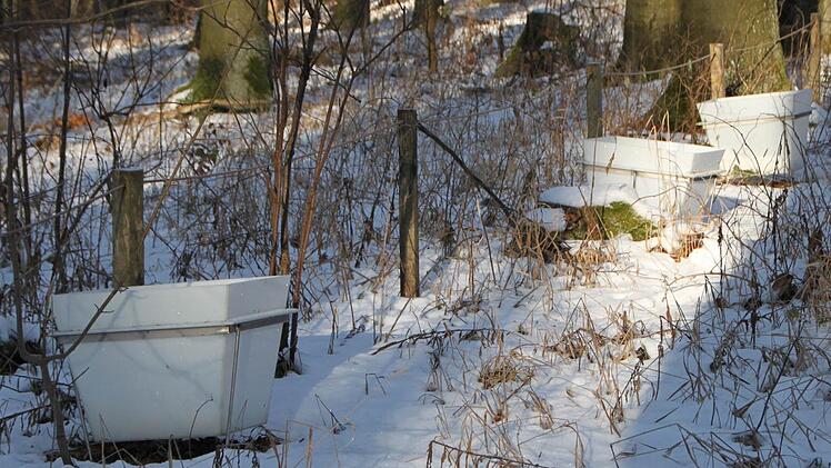 In diesen Behältern wird die Streu aufgefangen, also alles, was von den Bäumen fällt. Foto: Ulrike Müller