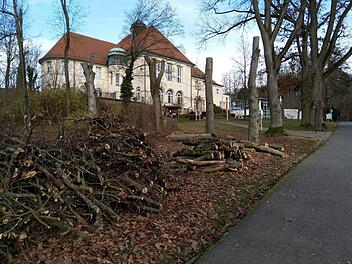Rund 40 Bäume müssen aus Sicherheitsgründen im Coburger Hofgarten gefällt werden. Foto: Jochen Berger