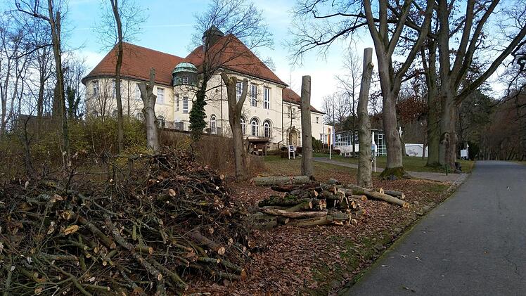 Rund 40 Bäume müssen aus Sicherheitsgründen im Coburger Hofgarten gefällt werden. Foto: Jochen Berger