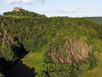 Braune Flecken in den Wäldern werden mehr. Foto: Timo Stöhr