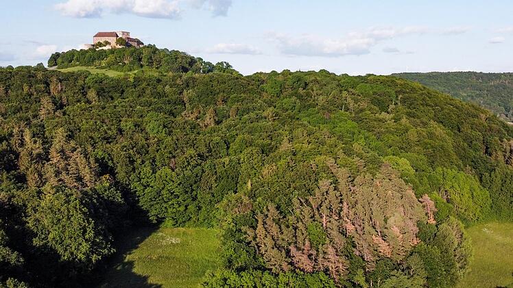 Braune Flecken in den Wäldern werden mehr. Foto: Timo Stöhr