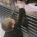 Die Katze "Hexe" war seit Juli vermisst. Kurz vor Weihnachten konnte der Sohn der Besitzerfamilie seine Katze wieder in die Arme schließen. Foto: Tierheim Bayreuth