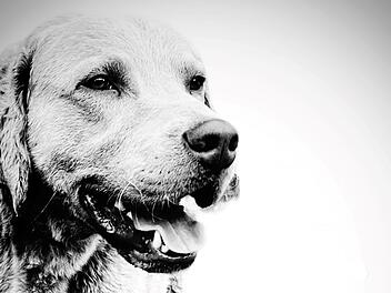 Tierheim Bayreuth trauert um Hund Caruso: "zum Sterben ausgesetzt?"