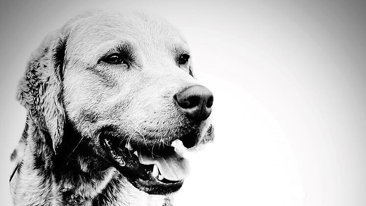 Tierheim Bayreuth trauert um Hund Caruso: "zum Sterben ausgesetzt?"