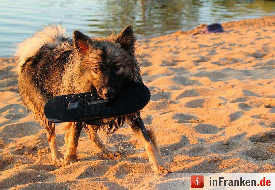 Auf den Hund gekommen: Die schönsten fränkischen Hunde unserer Nutzer