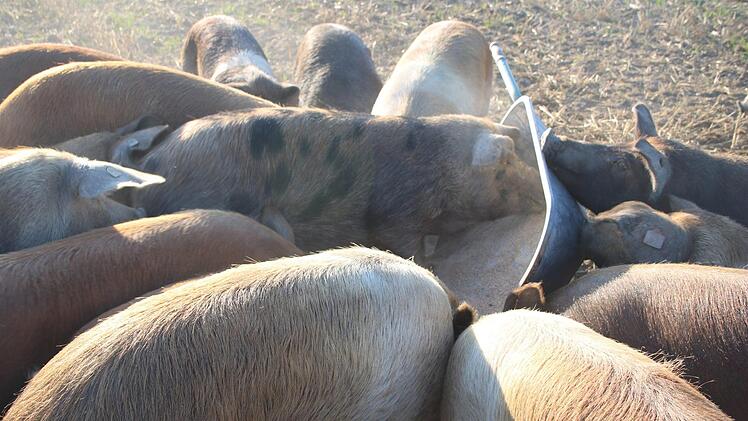 Die Schubkarre konnte den Tieren nicht standhalten.Foto: Stefanie Gleixner