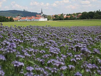 Blühflächen sind nicht nur gut für die Bienen, auch das menschliche Auge kann sie genießen. Foto: Matthias Einwag