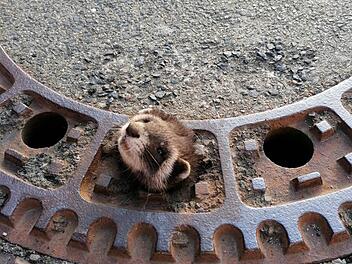 Im unterfr&auml;nkischen Lohr am Main steckte am Mittwoch ein Iltis in einem Gullydeckel fest. Foto: Feuerwehr Lohr am Main
