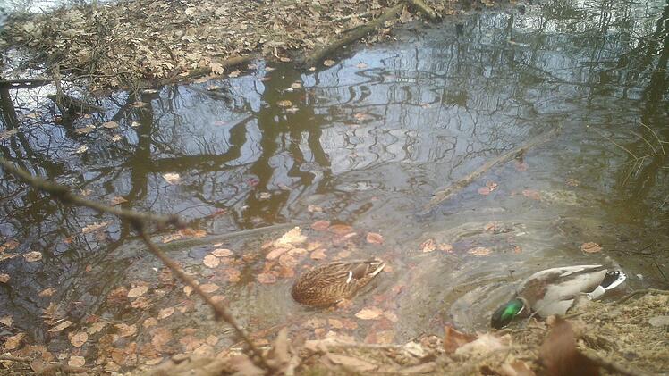 Ein Bild aus Feulners Fotofall.