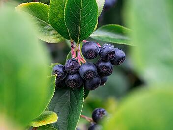 Fr&auml;nkische Bauern ernten echtes Superfood: F&uuml;r was ist die Aroniabeere gut?