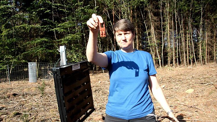 Die Käfer werden mit einem Duftstoff in die Falle gelockt.Richard Sänger