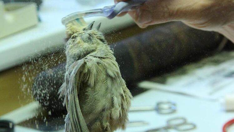 Holzstaub saugt die überschüssige Flüssigkeit auf.