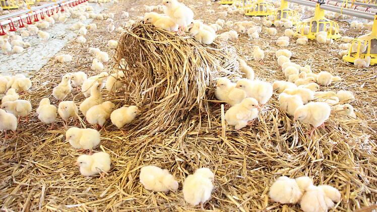Die Küken turnen auf Strohhaufen herum.  Foto: Friedwald Schedel