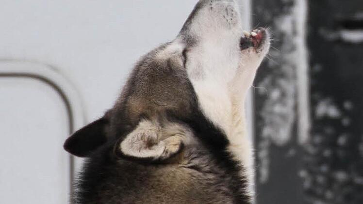Typische Wolfsgebärde: Auch ein Husky singt so. Foto: Klaus Klaschka