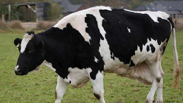 Verletzt fand der Tierhalter seine Kuh auf der Weide. Foto: Oliver Berg/dpa