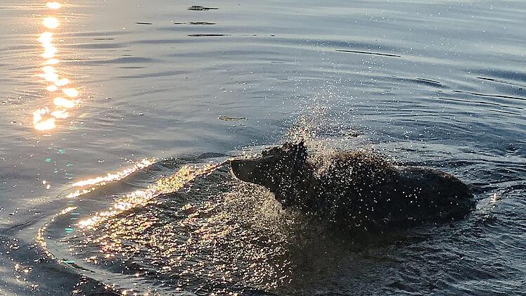 Hund badet im See