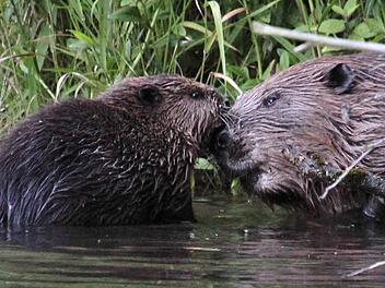Zwei Biber in ihrem Element Foto: privat