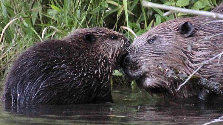 Zwei Biber in ihrem Element Foto: privat