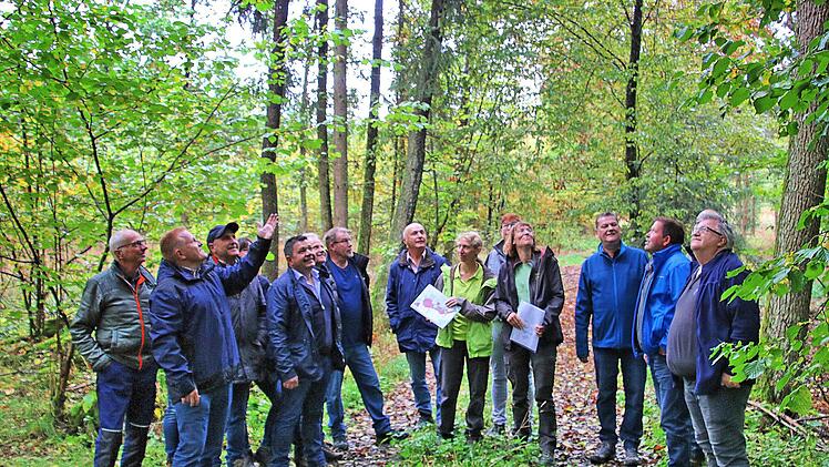 Der Marktgemeinderat Maßbach unternahm einen zweistündigen Marsch durch  Teile des Gemeindewaldes. Der Blick nach oben zeigte sehr oft Schäden durch  Trockenheit, Hitze oder Schädlinge.  Foto: Dieter Britz