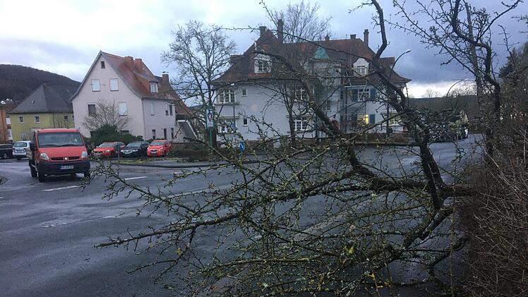 Dieser Baum wurde am Parkfriedhof von "Sabine" gefällt. B. Borst