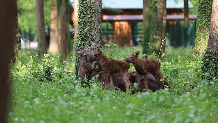Elch-Babys im Schweinfurter Wildpark