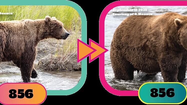 Braunbär Nr. 856 im Finale bei "Fat Bear"-Wahlen