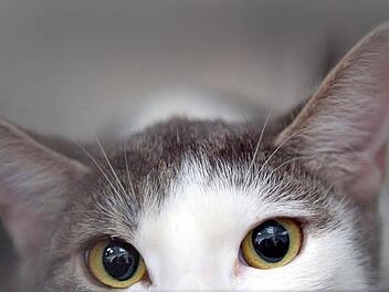 Katzenschicksale standen im Mittelpunkt einer Verhandlung am Haßfurter Amtsgericht.  Foto: Symbolbild/Amad/dpa