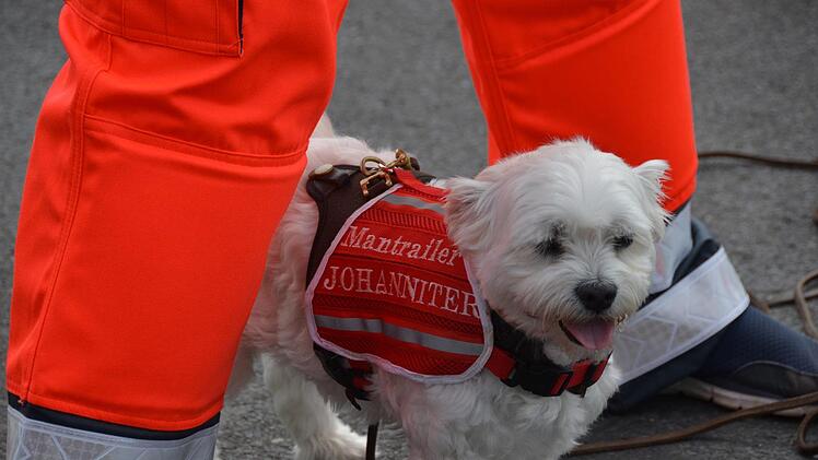 Auch kleine Hunde haben gute Nasen und sind gern gesehene Mitglieder bei der Rettungshundestaffel der Johanniter. Hier im Foto "Socke" ein "Coton de Tuléar" oder auf deutsch ein "Baumwollhund". Foto: Peter Rauch
