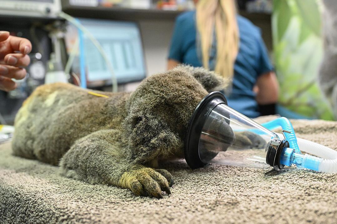 Impfstoff für Koalas
