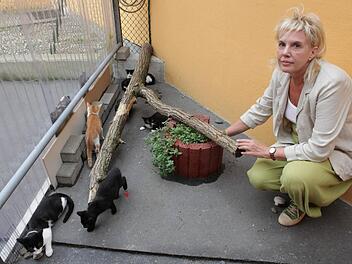 Die Stellvertretende Vereinsvorsitzende Marion Hymon-Löffler mit kleinen Katzen, die sich hier im Außenbereich eines  Katzenzimmers versammelt haben. Alle Fotos: Barbara Herbst