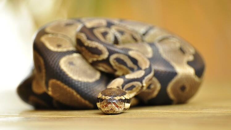 Wohungsräumung in Schwabach: Beamte und Tierheimmitarbeiter*innen fanden exotische Tiere