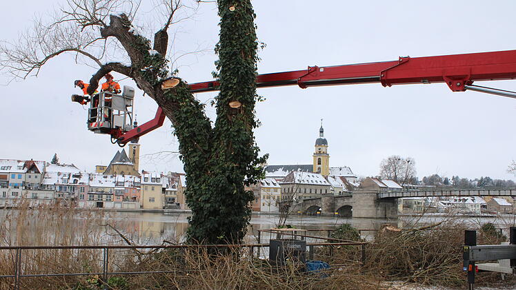 Kitzingen: Aus Sicherheitsgr&uuml;nden - Weiden am Stadtbalkon mussten gef&auml;llt werden