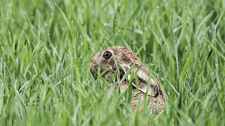 Hasenpest im Nürnberger Land aufgetaucht: Landratsamt warnt vor Übertragung auf Menschen