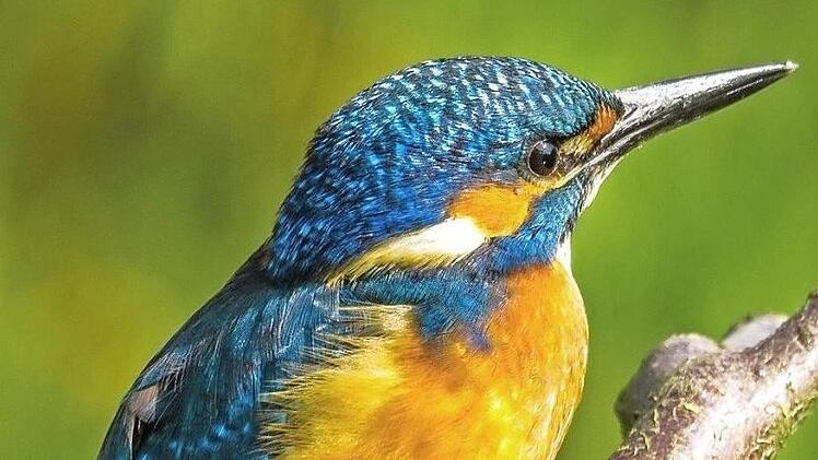 Eisvogel; Foto von Thomas Lehman