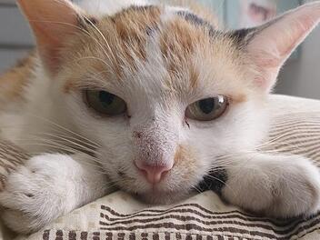 n der  Region Coburg wurden im Jahr 2017 mehr als 30 verwilderte Katzen eingefangen, kastriert, entwurmt, gekennzeichnet und wieder frei gelassen, berichtet der Tierschutzverein. Foto: Wolfgang Desombre