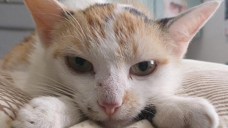 n der  Region Coburg wurden im Jahr 2017 mehr als 30 verwilderte Katzen eingefangen, kastriert, entwurmt, gekennzeichnet und wieder frei gelassen, berichtet der Tierschutzverein. Foto: Wolfgang Desombre