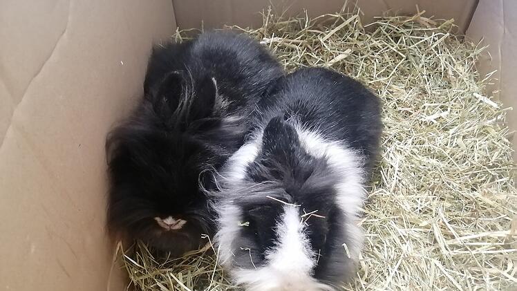 Tierheim Hof: Zwei Kaninchen einfach in Box in Garten gelegt - ausgesetzt!