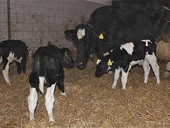 Mutterkuh mit ihren Drillingskälbern Trick, Tack und Tick im Florianshof Dittlofsroda. Drillinge sind bei Kühen äußerst selten.  Foto: Gerd Schaar