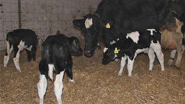 Mutterkuh mit ihren Drillingskälbern Trick, Tack und Tick im Florianshof Dittlofsroda. Drillinge sind bei Kühen äußerst selten.  Foto: Gerd Schaar