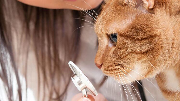 Der Veterinär aus der Region hilft den Tieren komptenet und befreit sie von ihren Leiden.