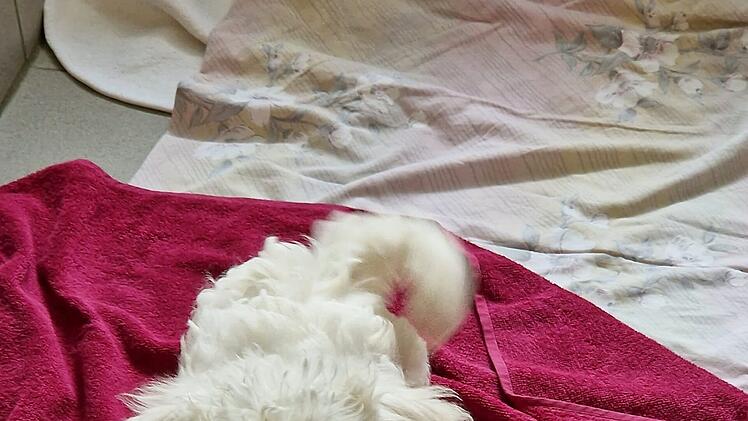 Tierheim Würzburg berichtet von schlimmen Schicksal: "8 arme, kleine Schmuggel-Welpen"