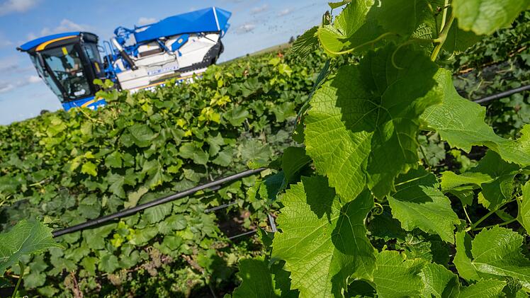 Weinlese in Mecklenburg-Vorpommern