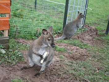 Lilli und Flip, die beiden Wallabys der Familie Wehner in Waldfenster.Fotos: Gabreiele Sell