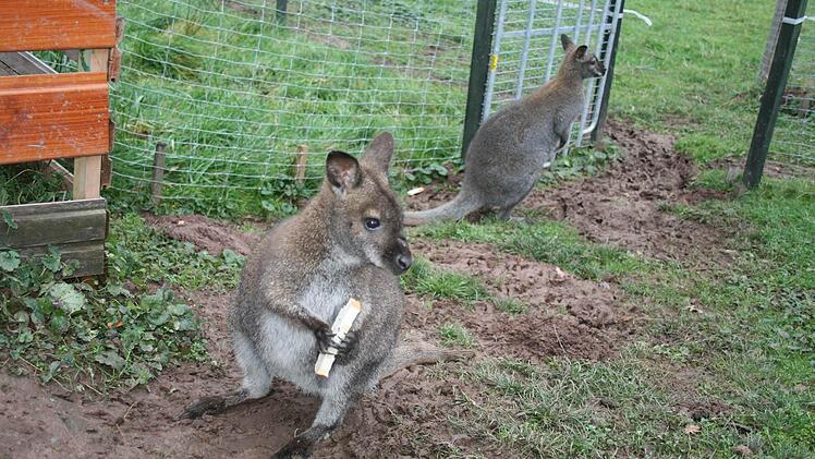 Lilli und Flip, die beiden Wallabys der Familie Wehner in Waldfenster.Fotos: Gabreiele Sell