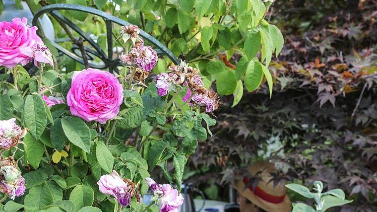 Impressionen aus Sonja Promeuschels Rosengarten Foto: Barbara Herbst