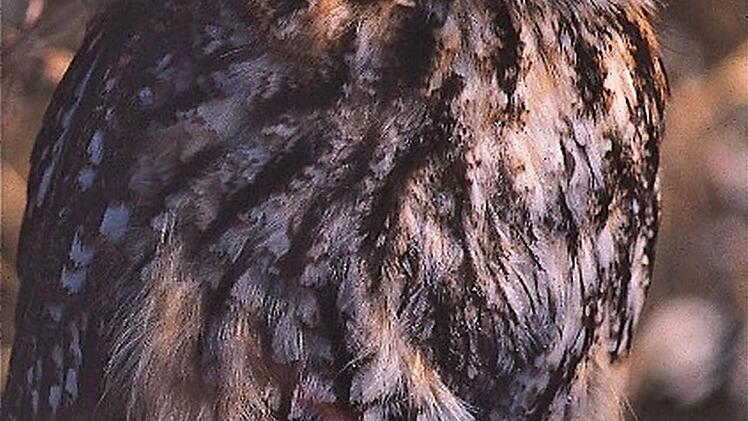 Der Waldkauz; Foto: Jürgen Holzhausen