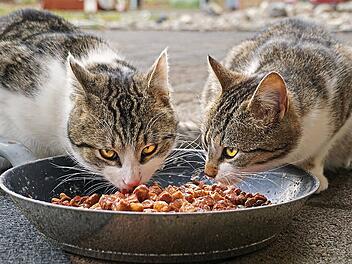 Katzen sind Feinschmecker und mögen nicht jedes Futter.